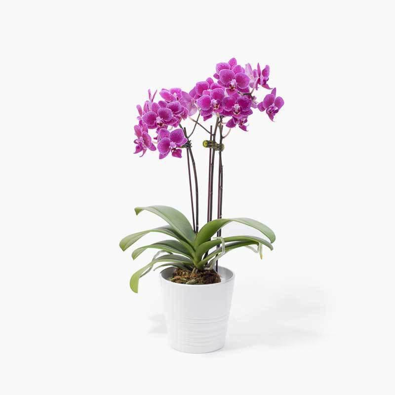 Potted Plants Indoor Plants Same Day Delivery 